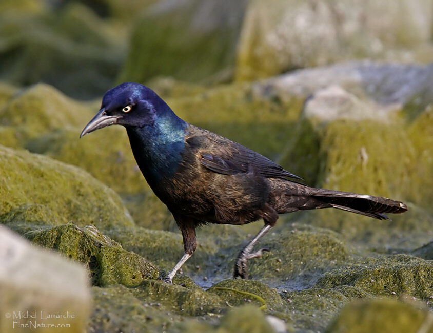 Common Grackle