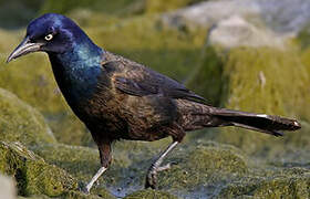 Common Grackle