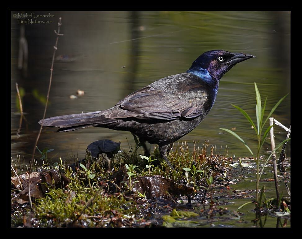 Common Grackle