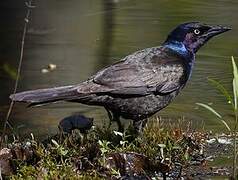 Common Grackle