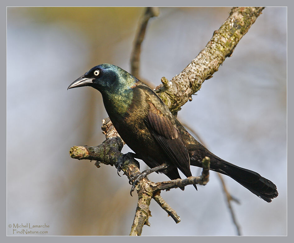 Common Grackle