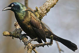 Common Grackle