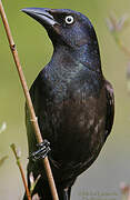 Common Grackle