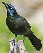 Common Grackle