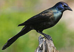 Common Grackle