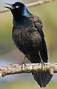 Common Grackle