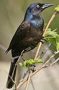 Common Grackle