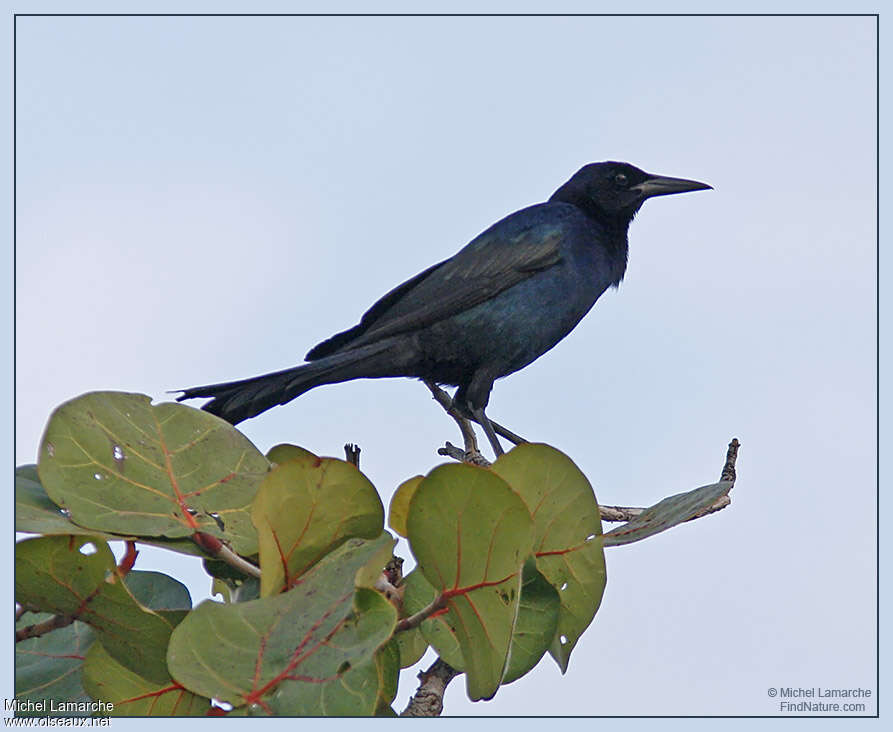 Quiscale des marais, identification