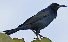 Boat-tailed Grackle