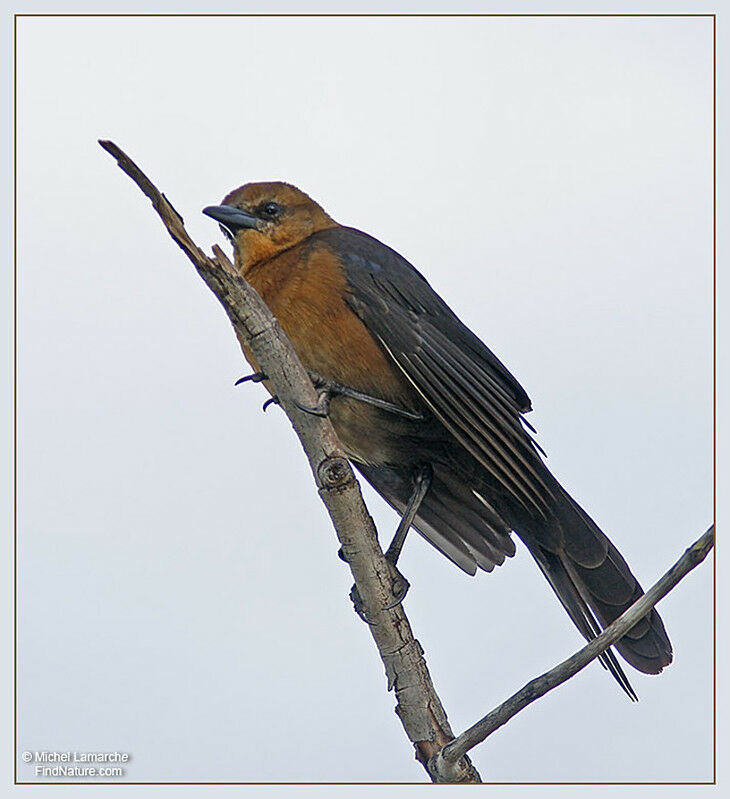 Boat-tailed Grackle female