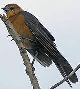 Boat-tailed Grackle