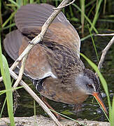 Virginia Rail