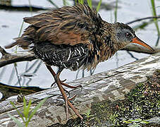 Virginia Rail