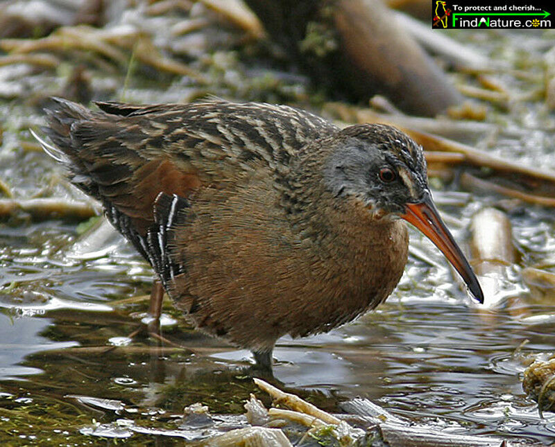 Virginia Railadult