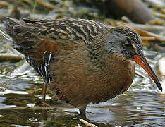 Virginia Rail