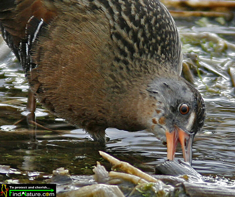 Virginia Railadult