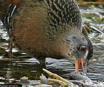 Virginia Rail