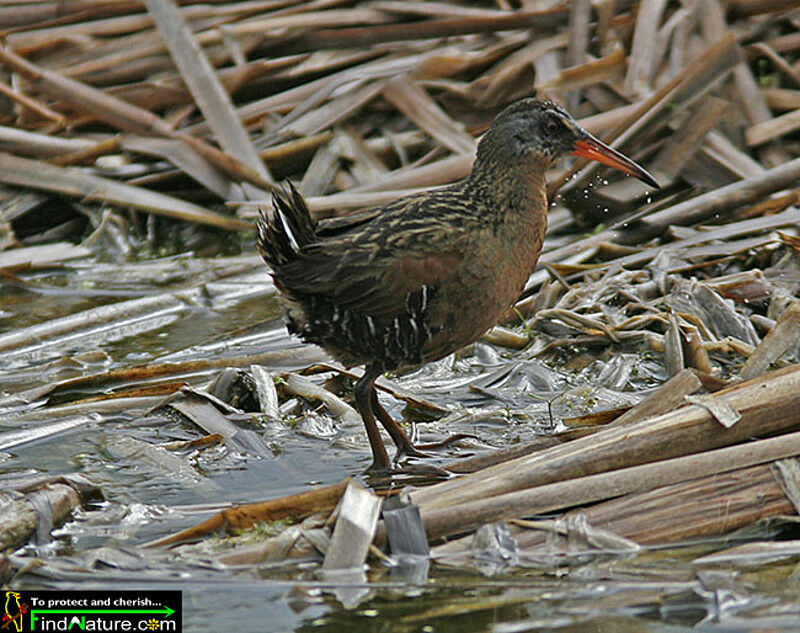 Virginia Railadult