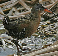 Virginia Rail