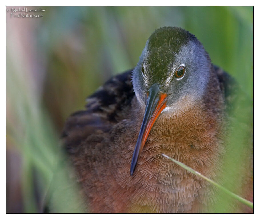 Virginia Rail