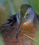 Virginia Rail