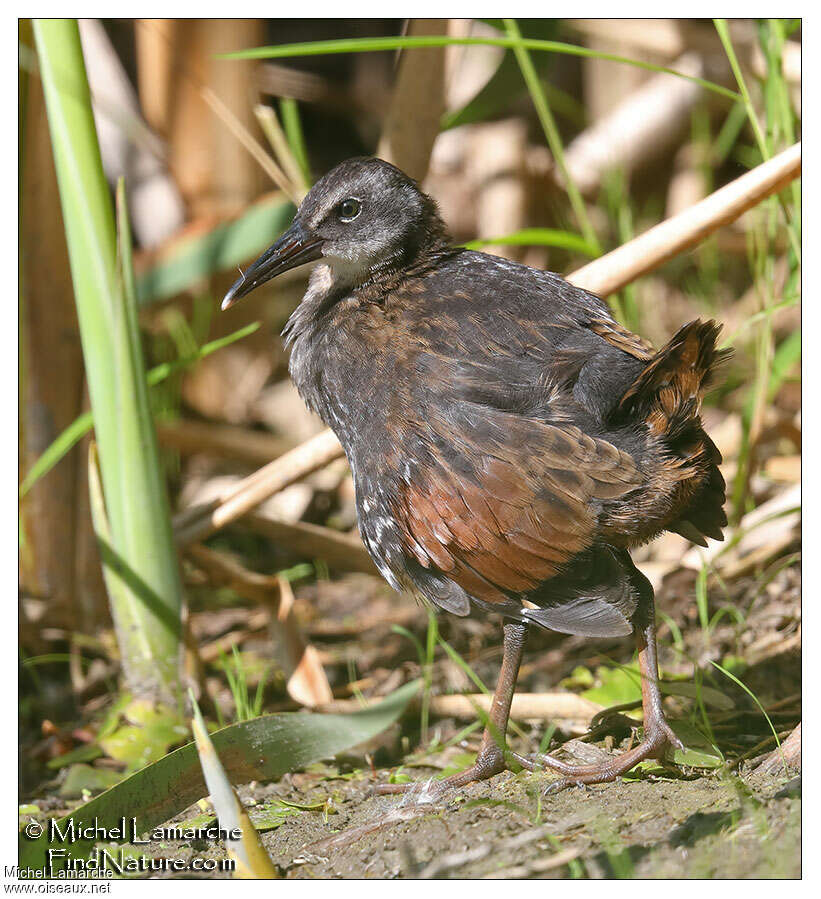 Virginia Railjuvenile, identification