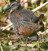 Virginia Rail