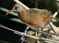 Virginia Rail