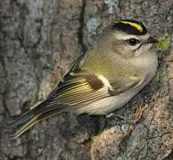 Golden-crowned Kinglet