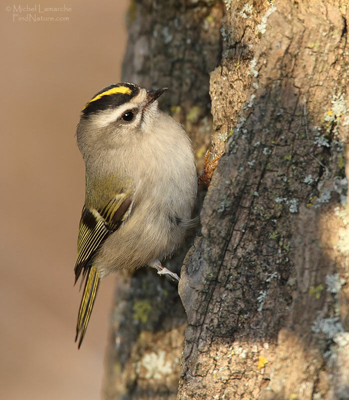 Roitelet à couronne dorée femelle, identification