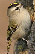 Golden-crowned Kinglet