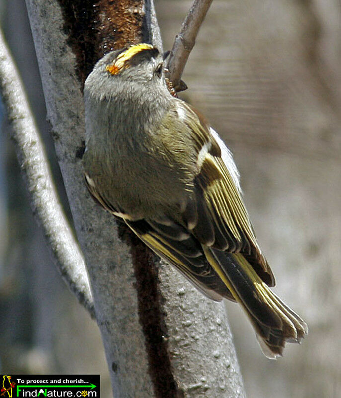 Golden-crowned Kinglet male adult