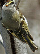 Golden-crowned Kinglet