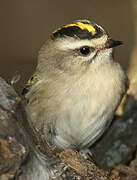 Golden-crowned Kinglet