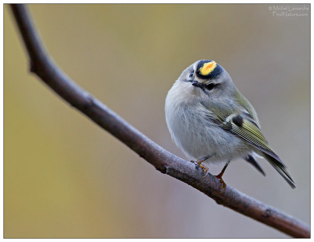 Golden-crowned Kinglet