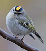 Golden-crowned Kinglet