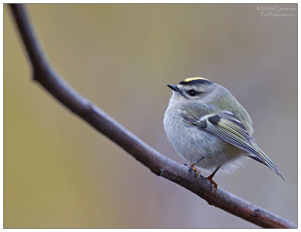 Golden-crowned Kinglet