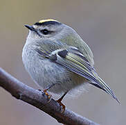 Golden-crowned Kinglet