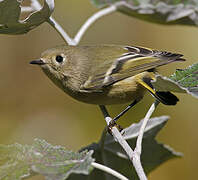 Ruby-crowned Kinglet