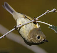 Ruby-crowned Kinglet