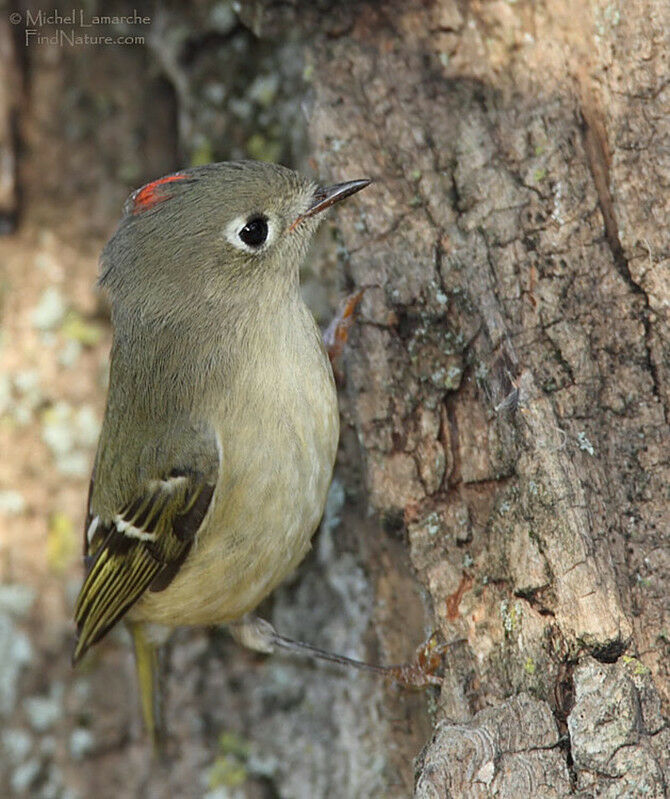 Roitelet à couronne rubis mâle, identification