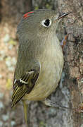 Ruby-crowned Kinglet