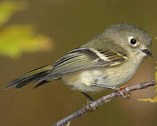 Ruby-crowned Kinglet