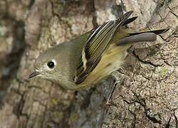 Ruby-crowned Kinglet