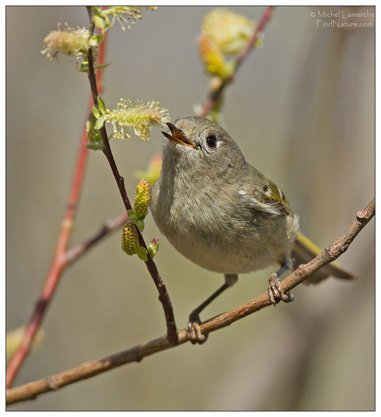 Ruby-crowned Kinglet