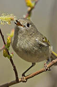 Ruby-crowned Kinglet