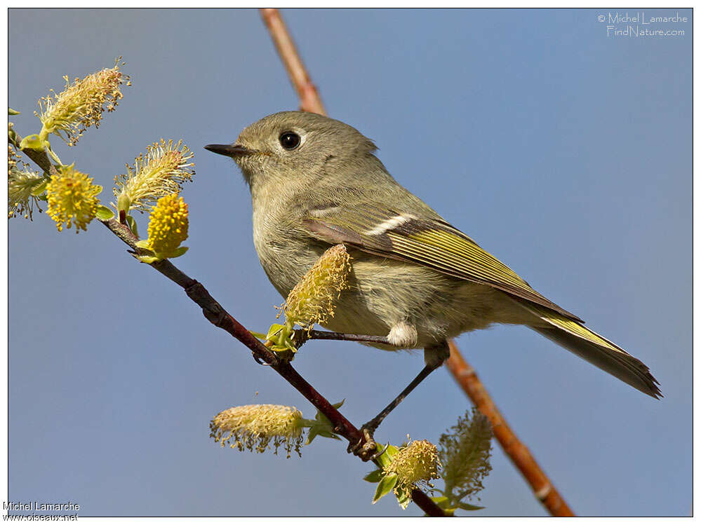 Ruby-crowned Kinglet, pigmentation