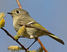 Ruby-crowned Kinglet