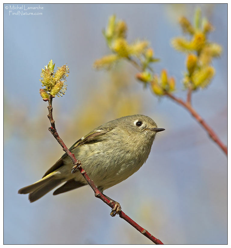 Ruby-crowned Kinglet