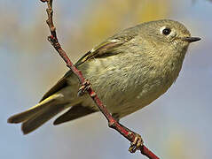 Ruby-crowned Kinglet